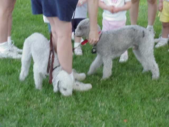 Who let the lambs out?